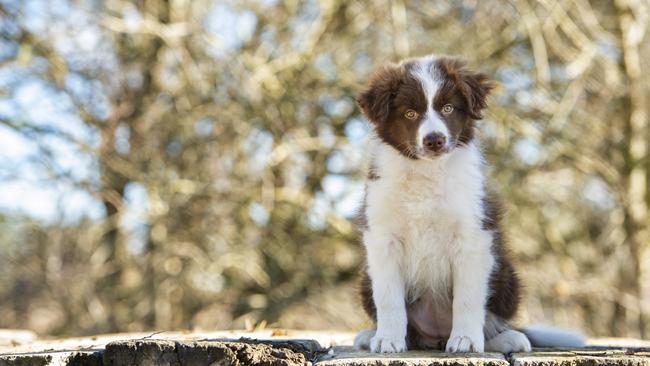 HOLD FOR HERALD SUN 7 NOV 2021.  DOGS: 2022 DOGS CALENDAR 2022 DOGS CALENDAR PICTURED: Arlo the Border Collie puppy owned by Richelle Portelli of Woodend. PICTURE: ZOE PHILLIPS