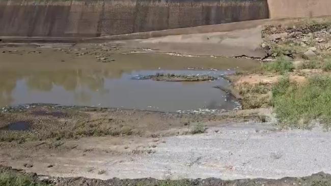 The Dawson River Pond, part of the Dawson River and located between the Neville Hewitt Weir and the Baralaba Woorabinda Rd was filled with the carcasses of what was estimated to be 300-400 dead fish in March 2025.