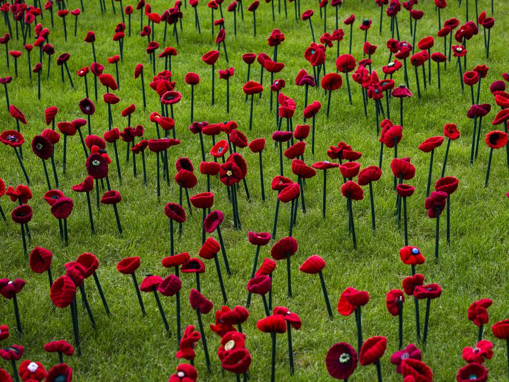 Poppies have grown in popularity. Picture: Claire Takacs