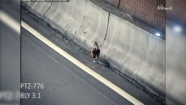 Traffic Dangers In The Burnley Tunnel Au — Australias