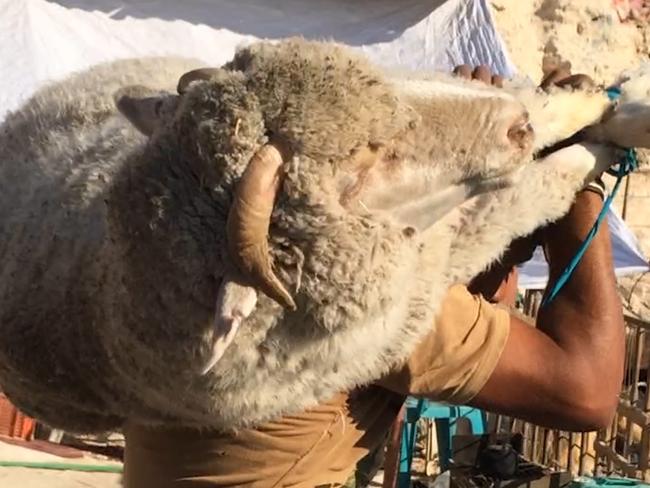 A man carries a sheep, tied up, on his back.