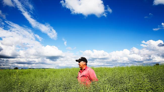 Liverpool Plains grain farmer John Hamparsum inspects his best-ever canola crop on his property south east of Gunnedah. Picture: Peter Lorimer