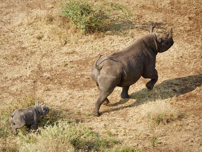 The baby rhino with mum in Tanzania.