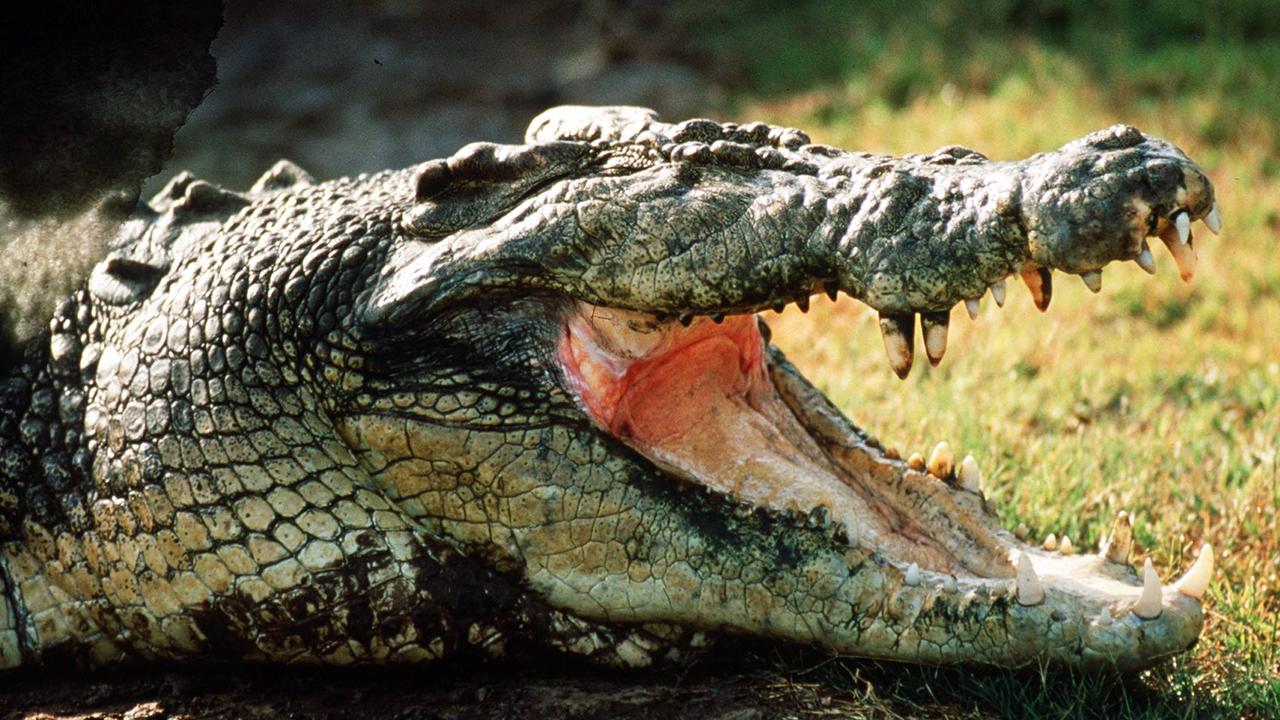 Man feared dead after croc attack