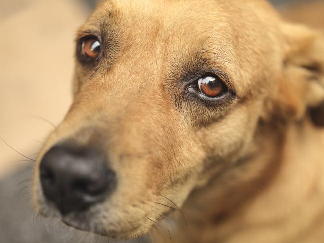 Homeless and hungry dog - picture iStock