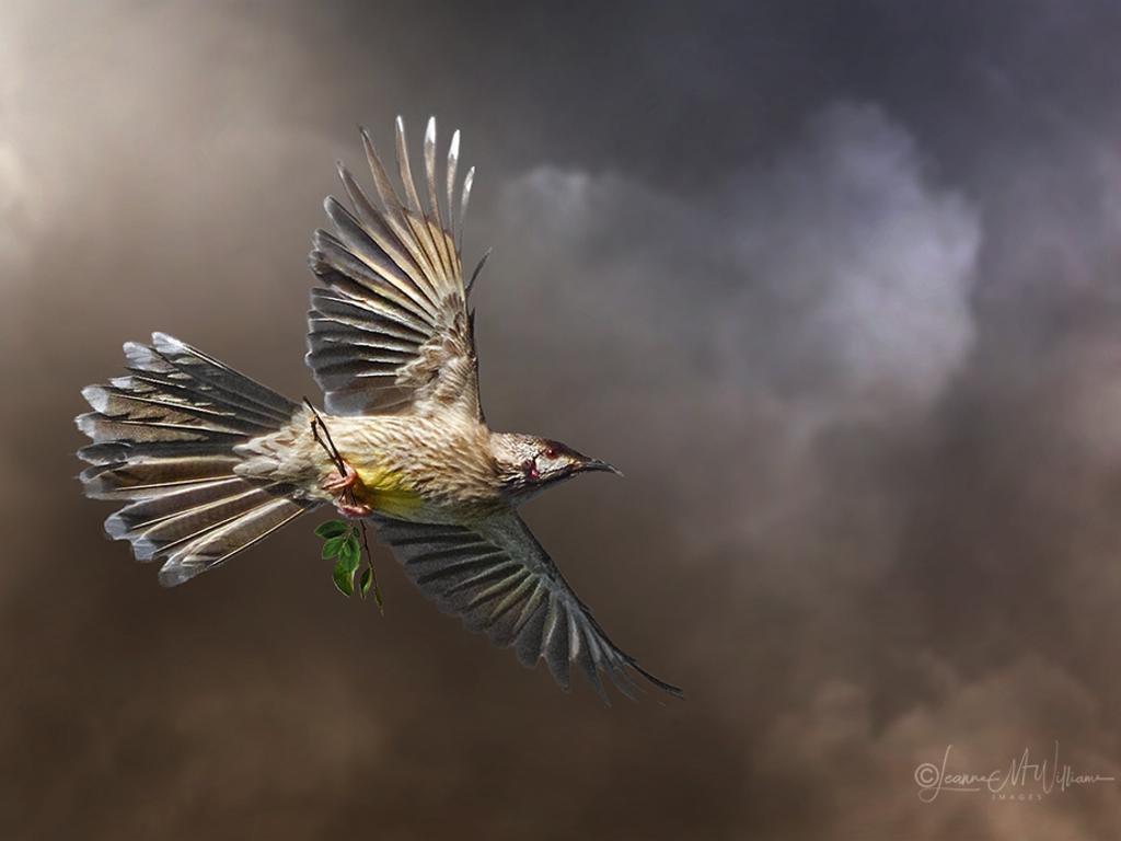 ‘Red Wattlebird in flight.’ Picture: leannemwilliams333/Instagram