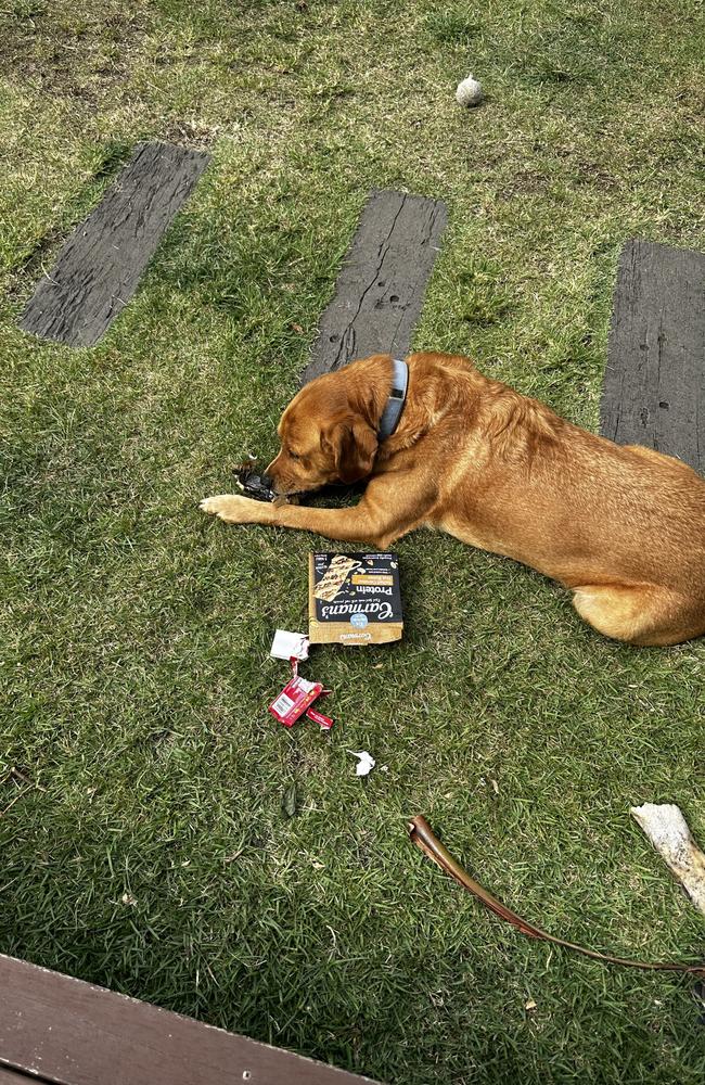 Columnist Ann Wason Moore's dog Sparky is a regular at the vets and convicted pantry thief