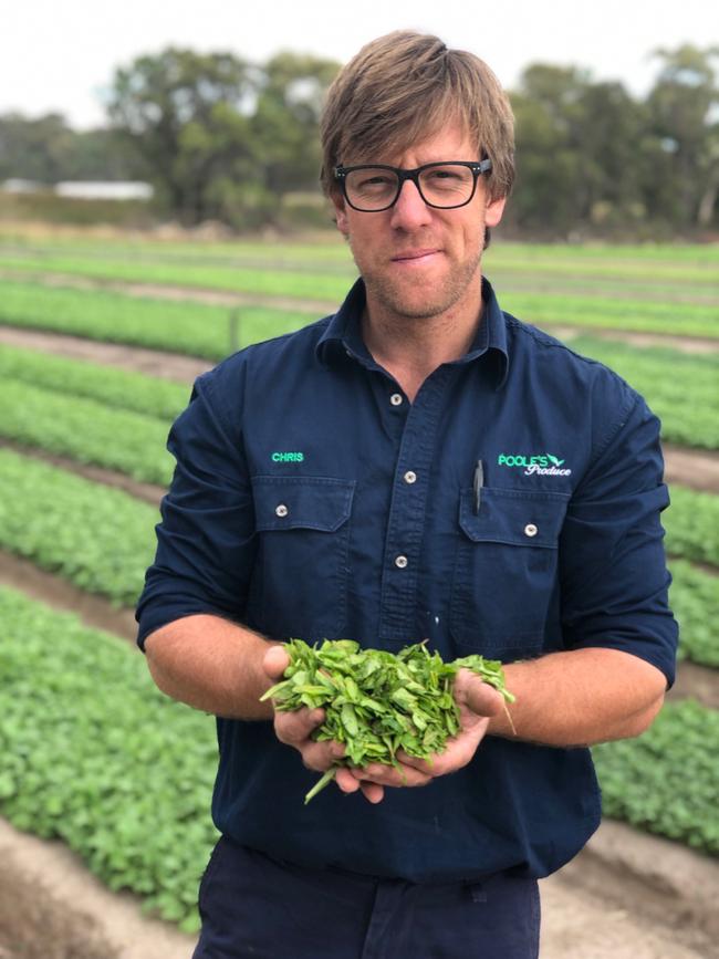 Chris Poole harvests baby salad greens.