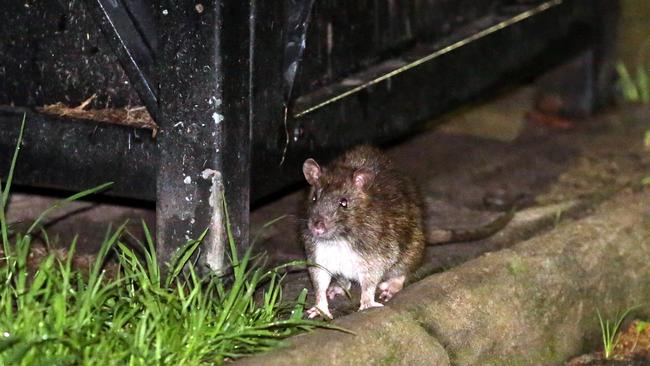 A rat roams the streets of Sydney in search of food outside Central Station. Picture: Christian Gilles