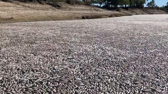 A mass fish kill at the far west NSW town of Menindee will be the subject of an independent inquiry, due to report to the NSW government by 31 August.