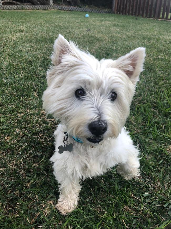 Hinnie the world’s smartest West Highland White Terrier.