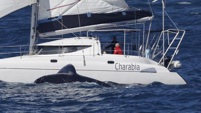 The humpback whale on approach to the catamaran yacht off the coast of Point Cartwright. Picture: Jeffrey Addison