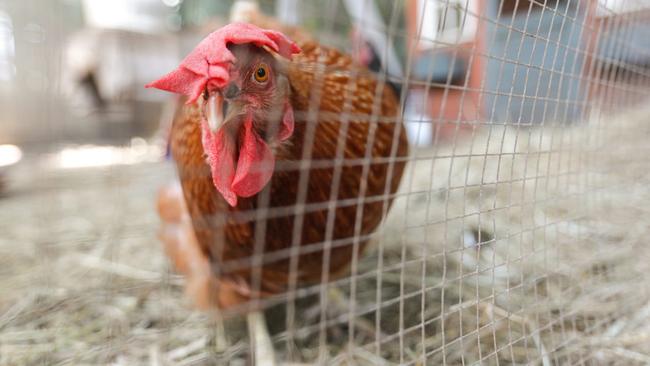 A Smythesdale woman was feeding her chickens when Reace Atkins attacked her.