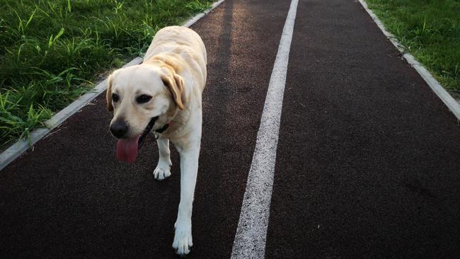 Many domestic pets have gone missing during lockdown.