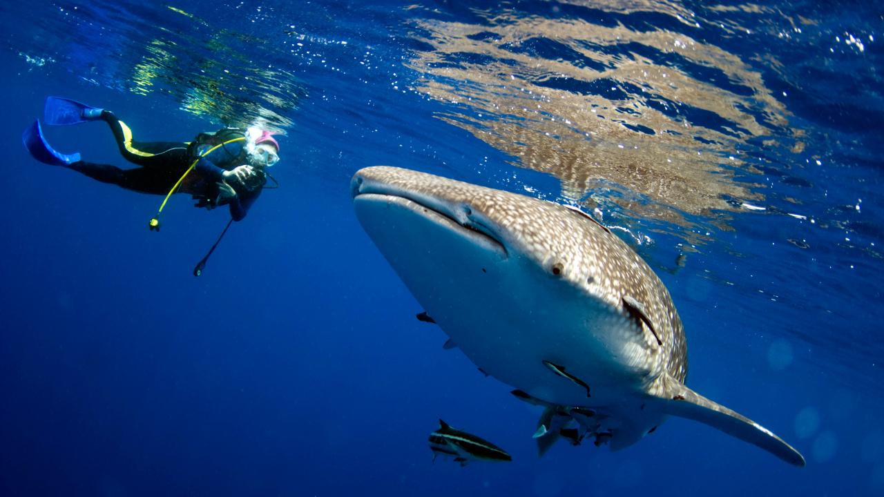 Swimming With Whale Sharks Sustainable Watching Fishes FOS