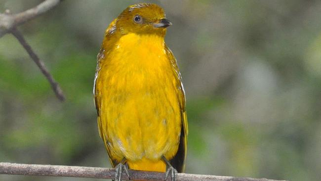 The golden bowerbird  in the Wet Tropics may be under threat as the climate changes. Peter Valentine photo
