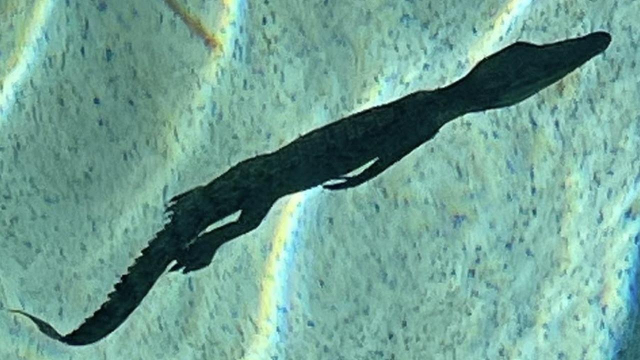 It’s always a good idea to check the coast is clear wherever you’re swimming in the NT – even in a backyard pool, as two separate households discovered when baby saltwater crocs were found cooling off over the Mother’s Day weekend. Picture: Facebook