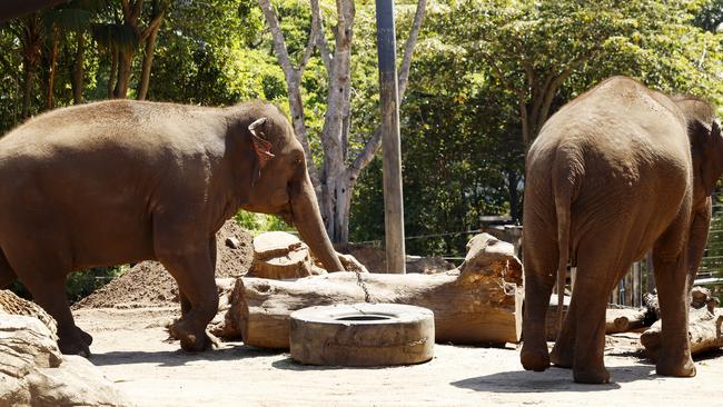 Taronga Zoo elephants Pak Boon and Tang Mo. Picture: Jonathan Ng