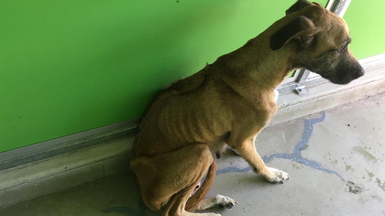Cairns animal cruelty: RSPCA reveals Far North's most horrendous animal  cruelty cases for 2018 and Cairn's worst suburb revealed. | The Cairns Post