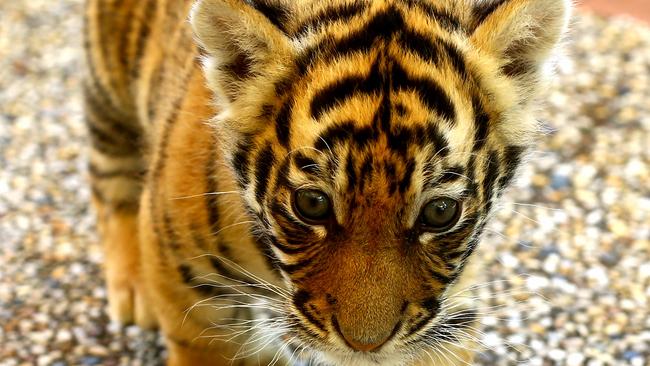 Dreamworld’s two newest tiger cubs were named after a competition was held to pick the names, the girls will be known as Akasha and Adira. Picture: David Clark