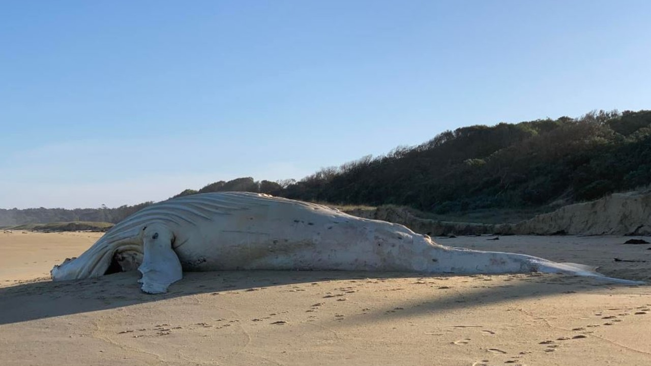 The body of a humpback whale was washed up on the beach at Mallacoota in eastern Victoria, sparking fears it was famous white humpback Migaloo.