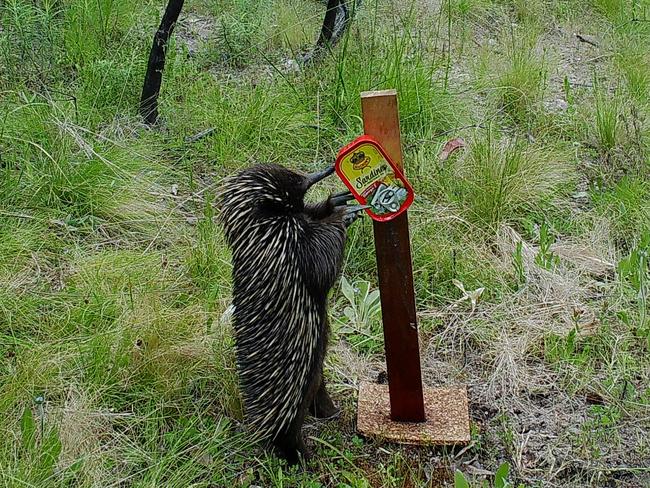 Short-beaked echidnas are not known for standing on their hind legs, but this one had a lure to investigate in the Southern Ranges of NSW. Picture: WWF Australia