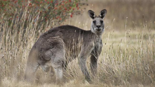 A mob of 40 roos stranded in Doreen need to be relocated to stop them from running onto roads. Picture: Ellen Smith