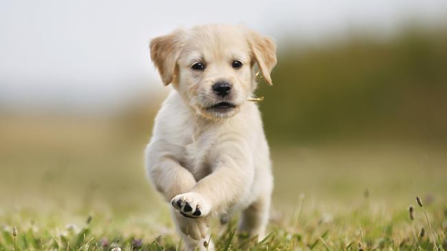 Seven week old golden retriever puppy outdoors on a sunny day.