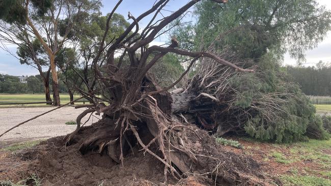 A tree was uprooted on Barrabool Rd in Highton.