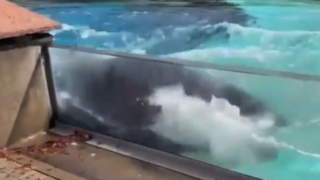 A killer whale was filmed bashing her head on the side of her cage after outliving four of her babies. Picture: walruswhisperer/Twitter