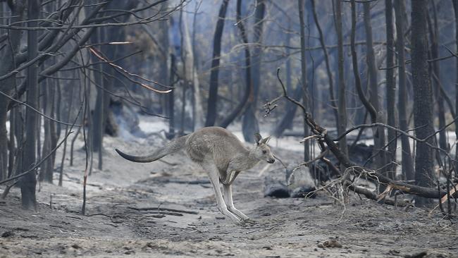 A kangaroo looks for food in Mallacoota. Picture: David Caird