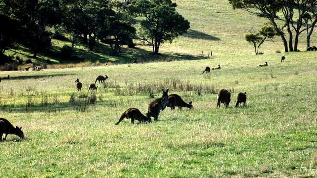 Deep Creek National Park is one of the most popular in the state. Picture: Kym Tilbrook