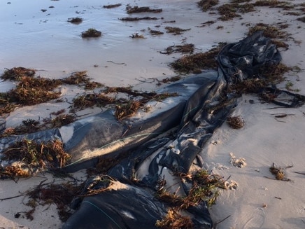 Pictures of plastic rubbish left behind after the Moseley Beach Club was packed away for the season. Picture: Supplied