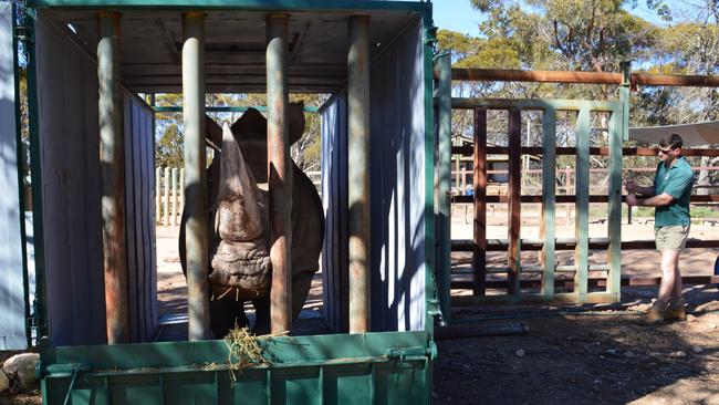 Kibibi the rhino is loaded on to a truck at Monarto Zoo, as she heads to Queensland in a rhino zoo exchange. Picture: Haidee Kinter, Zoos SA