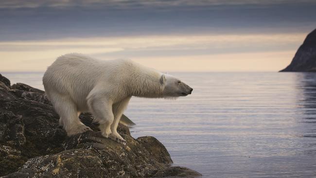 Scott Davis’s photo of a polar bear from The Science of Hope.