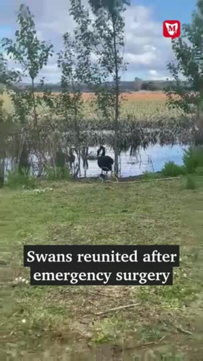 Black swans reunite after rescue at Oatlands