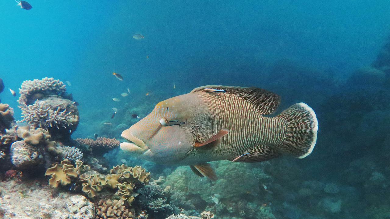 More cash is coming to improve water quality at the Great Barrier Reef. Picture: Brendan Radke