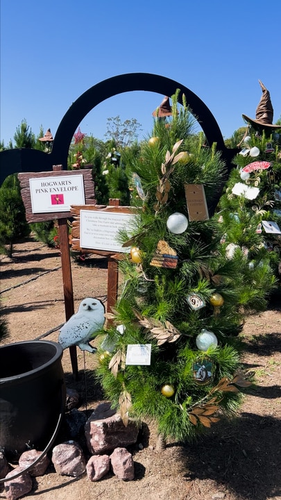 Harry Potter takes over Sydney Christmas Tree Farm