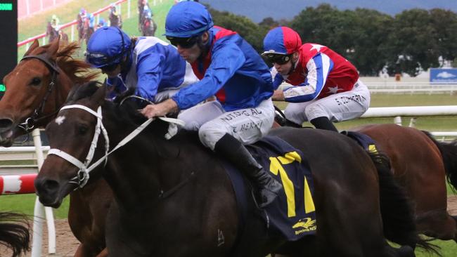 Sacrimony scored a nice win at the Hawkesbury stand-alone last start and can go back-to-back at Scone on Saturday. Picture: Grant Guy