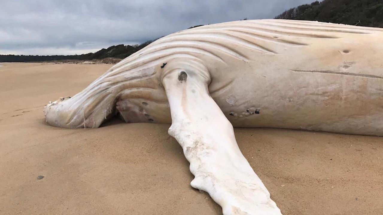 A white whale found dead on a Victorian beach was not Migaloo. Picture: Peter Coles