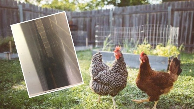 Mark Gibbons, 63, of Charmhaven, was charged with failing to keep an unregistered firearm safely, which he used to scare away crows from his chickens. Inset picture: supplied (main photo: file image)