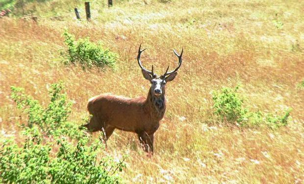 Motorists are being cautioned about roaming deer. Picture: Contributed