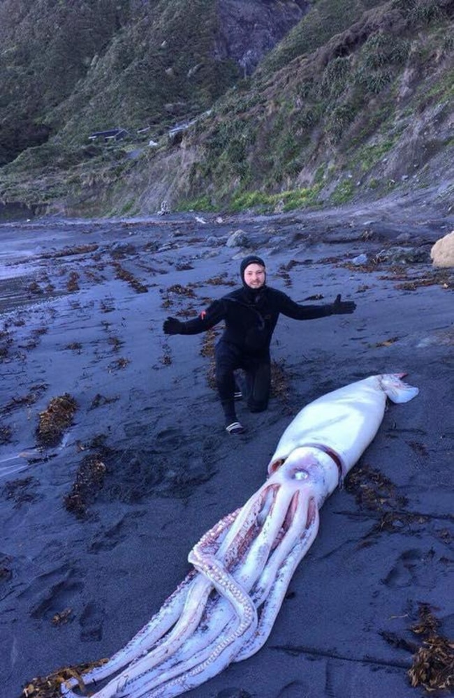 The Department of Conservation spokesman said the find was almost certainly a giant squid and the creatures wash up on beaches relatively regularly. Picture: Facebook.