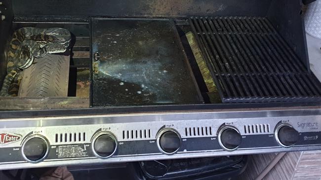 The snake removed curled up in the BBQ. Picture: BRISBANE NORTH SNAKE CATCHERS AND RELOCATION