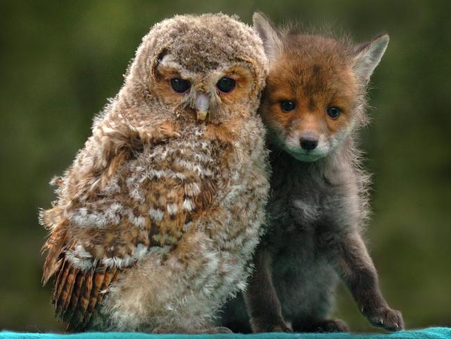 Rusty the fox cub and Olivia the baby owl really are twoo of a kind. Picture: David Burner/ Caters