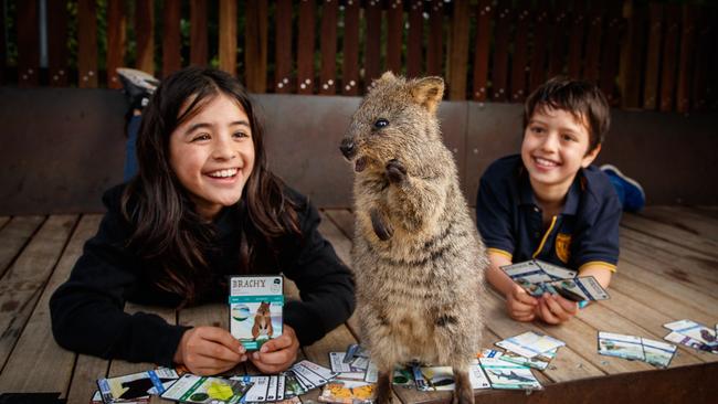 Finley (11) and Cohen (9) of Kilkenny playing the ANiMOZ Trading Card Game with Kinta the Quokka on August 11, 2020 at the Adelaide Zoo. Picture: Matt Turner.