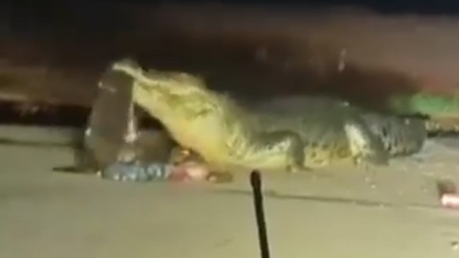 A large crocodile devours the remains of a pig dumped at the Aurukun boat ramp in 2024. Picture: Hogs Dogs & Quads