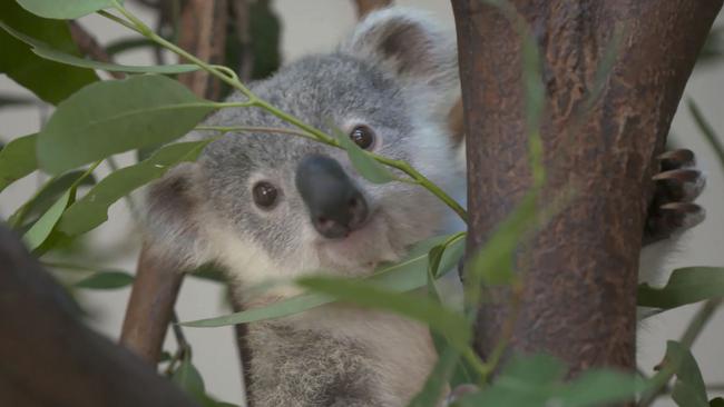 The baby koalas have been delighting visitors to Dreamworld over the school holidays.