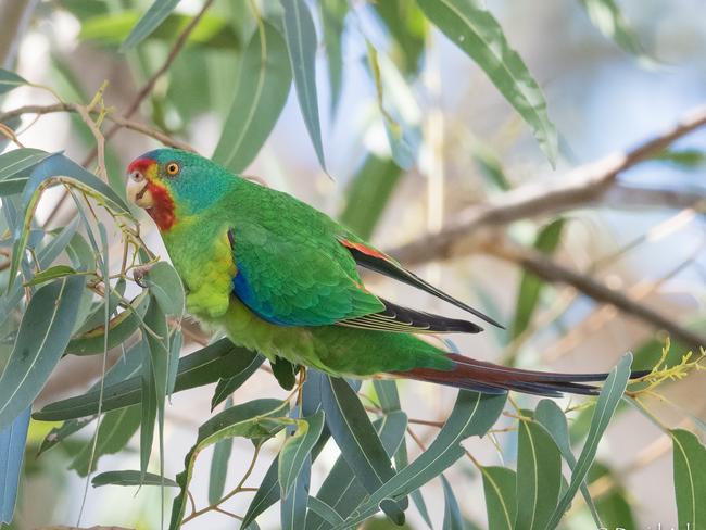 RARE: The critically endangered swift parrot is being pushed to the brink of extinction. Picture: David Adams.