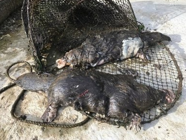 This photo is from an incident in which five platypuses were found in two abandoned traps that were recovered from Labertouche Creek on the eastern outer fringes of the Melbourne metropolitan region in May last year.